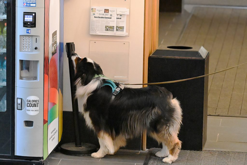 A brown, black, and white dog is sniffing a black pole near one of the RIC Atrium’s vending machines. They are wearing a blue harness and are hooked up to a yellow leash.