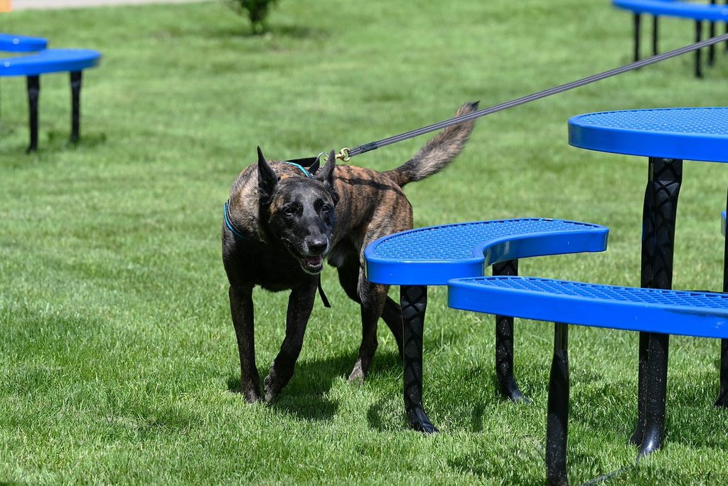 A black and brown dog is walking in the Yurtchuk Back Lawn past the blue picnic tables. They have a blue harness with a black leash attached.
