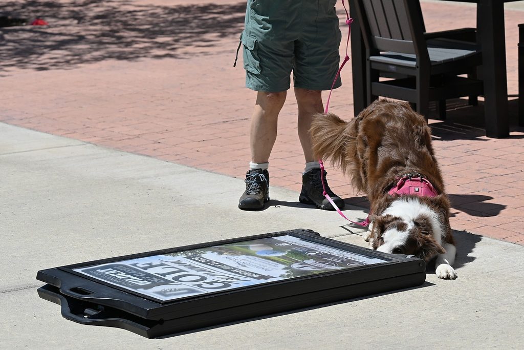 A brown and white dog leans down and pokes their nose underneath a knocked over Daemen sign. They’re wearing a pink harness attached to a pink leash. Their handler stands behind them. The sign reads “Wildcat Golf Classic” and “Golf Tournament.”